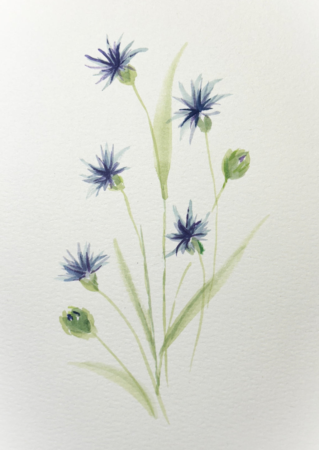 Watercolor Print- Cornflower