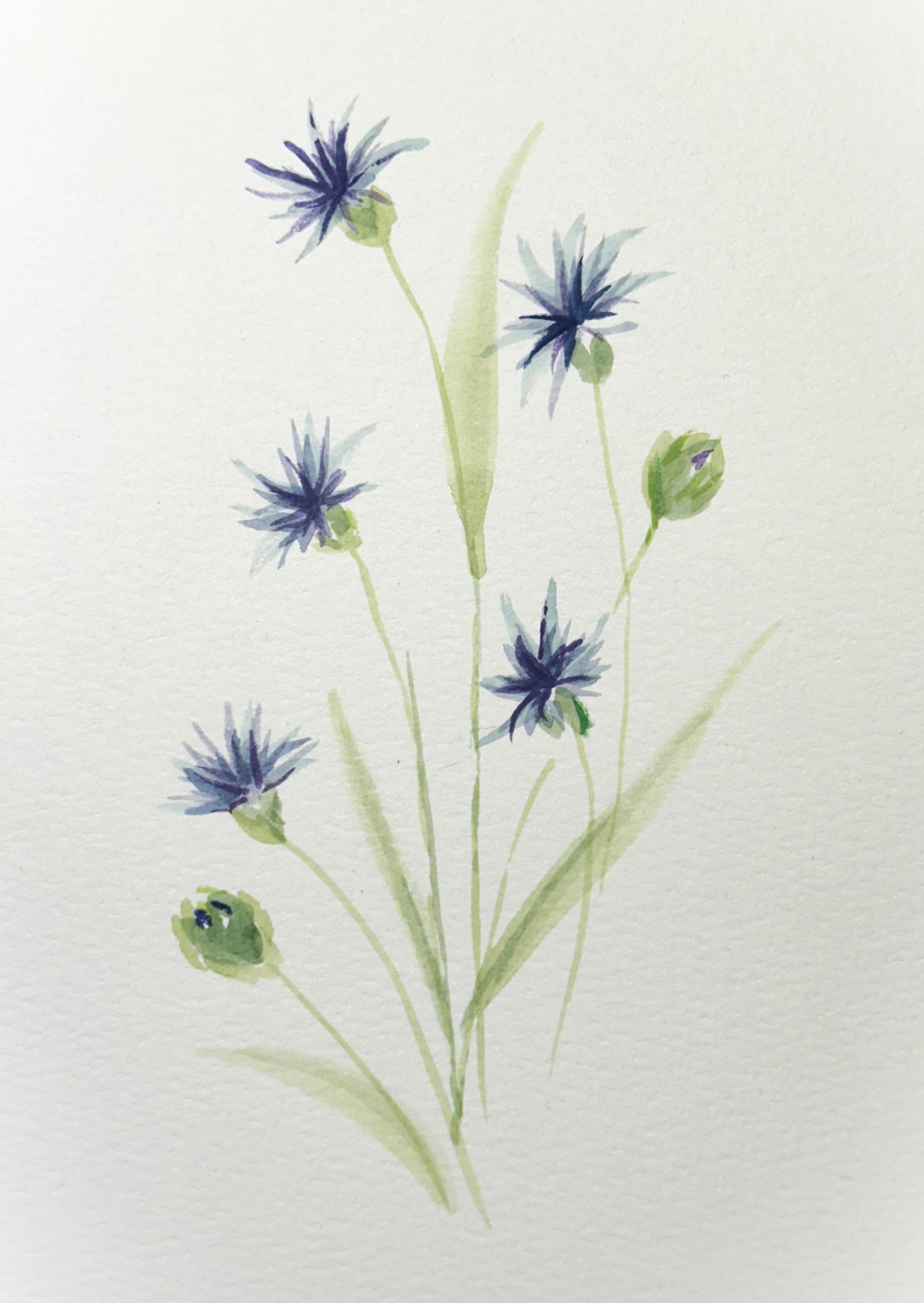 Watercolor Print- Cornflower